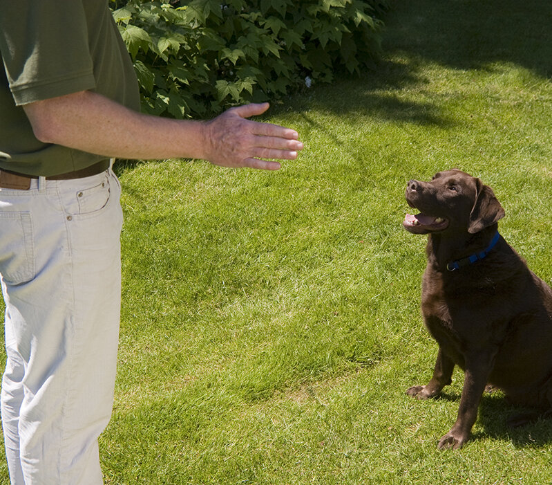 Trainer with hand out in front of dog sitting on grass