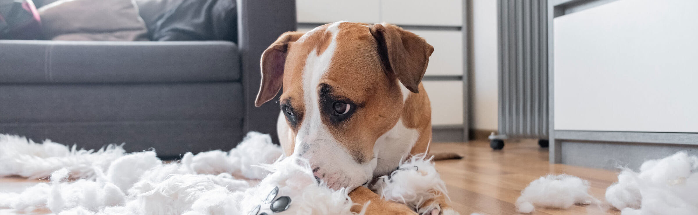 Dog tearing apart stuffed animal