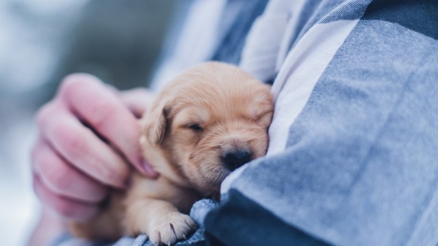 Tips for Protecting Your Puppy