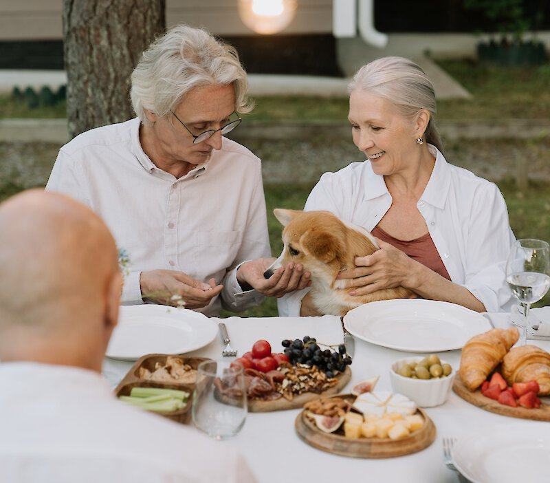 Couple sitting at a dinner table and feeding a small dog