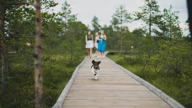 Preparing for Summer Travel with Your Dog