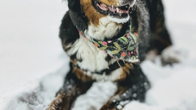 Protect Your Dog Against the Cold