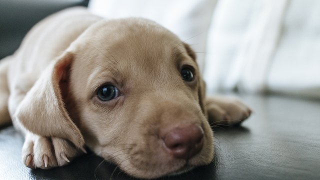 How to Choose the Right Puppy for Your Family