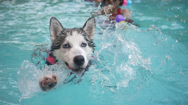 Help Your Pup Overcome His Fear of Water