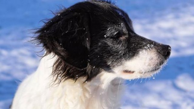 Don't Let Your Dogs Get the Winter Blues with these Tips