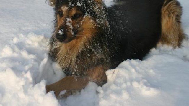 Games to Play With Your Dog in the Snow