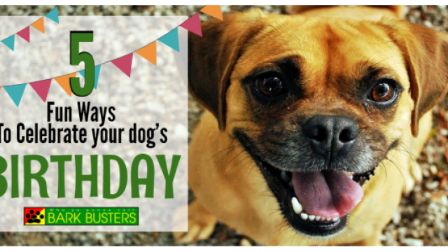 Fun Ways to Celebrate Your Dog's Birthday
