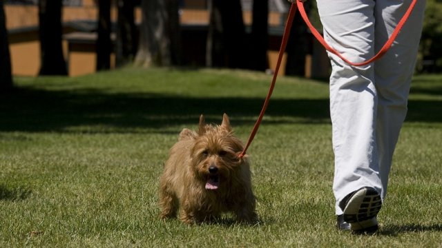 The Do's and Don'ts of Dog Walking