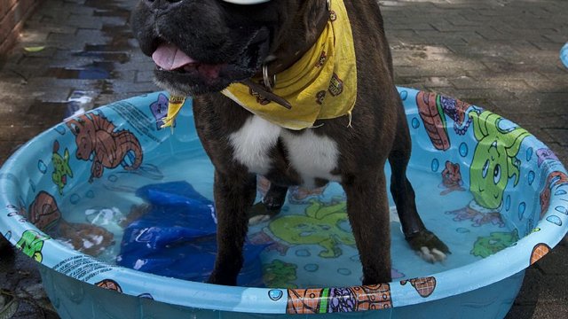 Keep Your Pooch Safe at the Pool