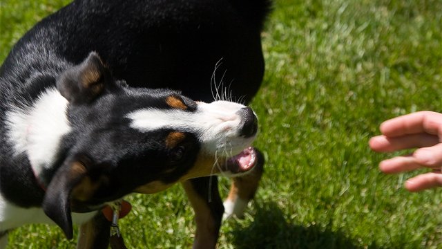 Dog Bites Facts and Prevention