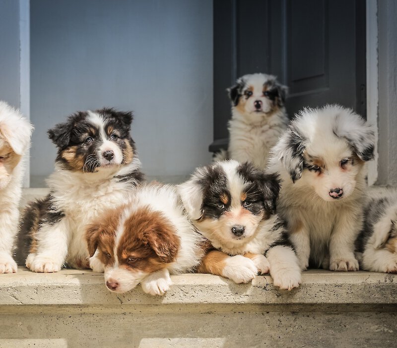 Multiple puppies sitting on a step outside a door