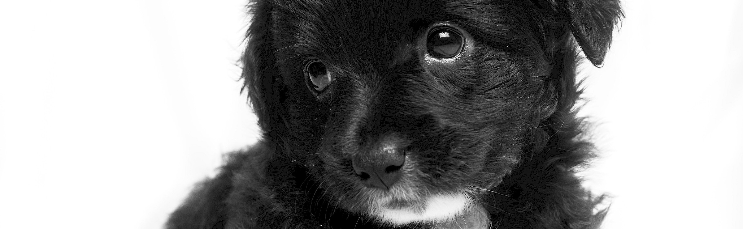 Cute little black puppy looking up