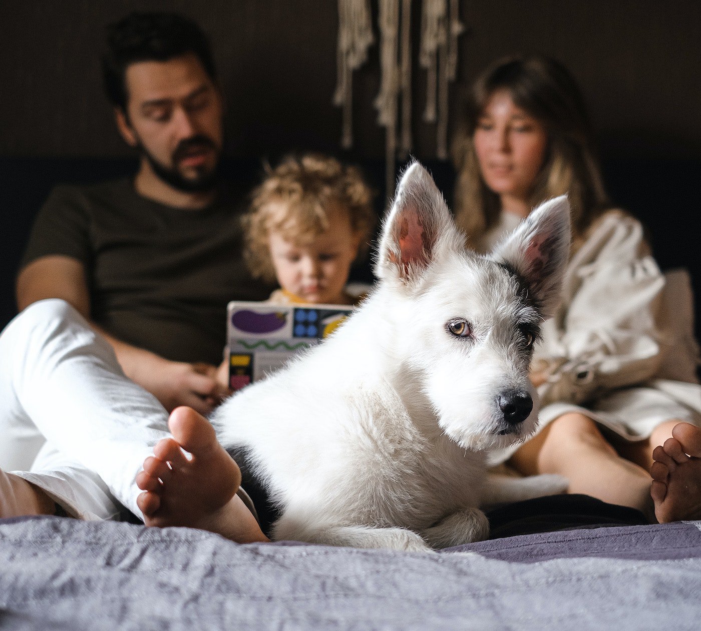 Family reading together on the bed with their dog at their feet