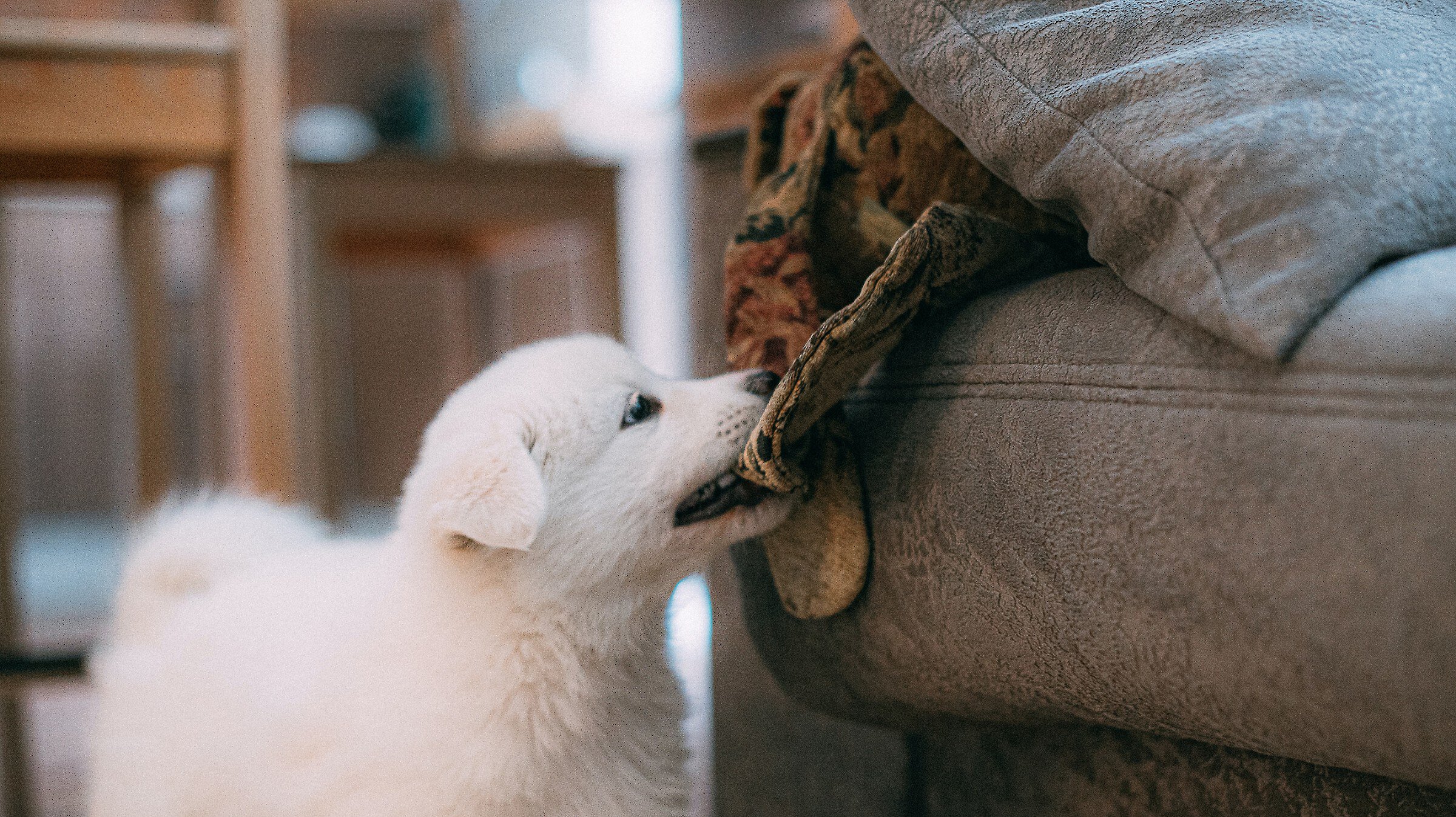 Puppy pulling blanket from the couch with his teeth