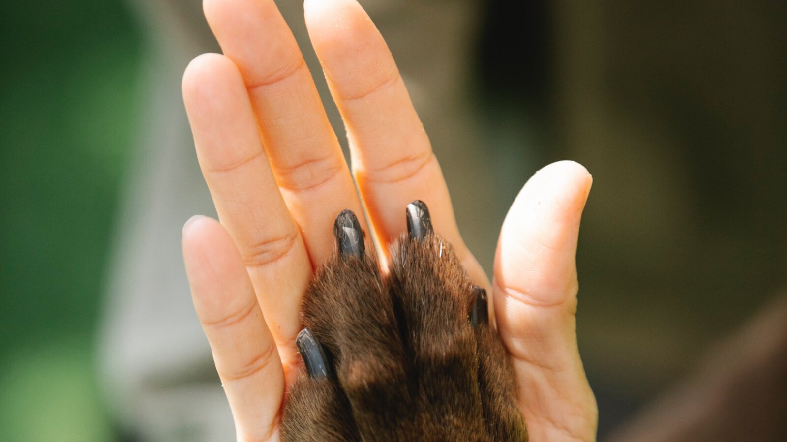 Dog paw inside of person's hand