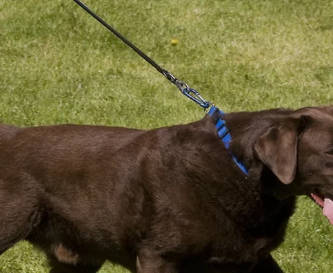 How to Stop Your Dog From Pulling on the Leash