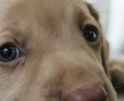 How to Choose the Right Puppy for Your Family