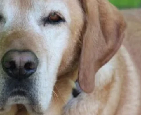 Reasons to Adopt a Senior Dog