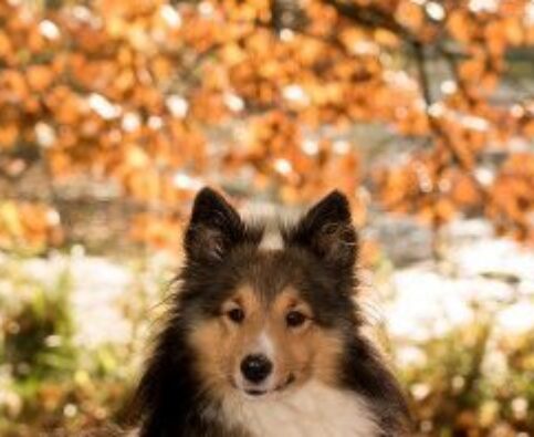 Autumn Safety Tips for your Dog