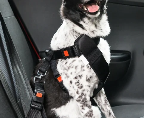 Tips for Driving with Your Pet in the Car