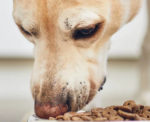 Learn More about Dogs and Food Aggression