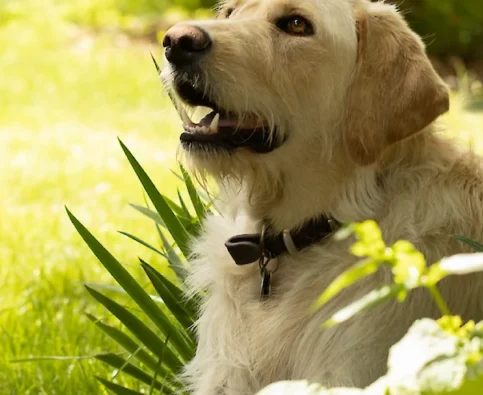 Tips for Gardening with Dogs