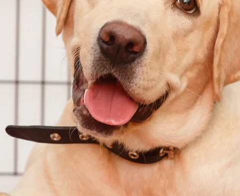 How to Choose the Right Crate for your Dog