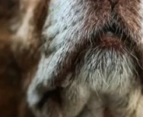 Challenge Your Dog With These Scent Games for Pups