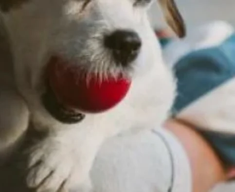 How to Keep Your Dog Entertained During the Indoor Months