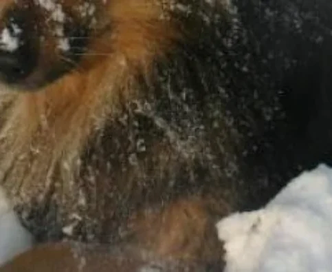 Games to Play With Your Dog in the Snow