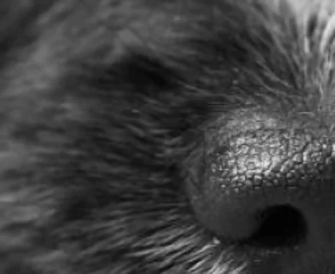 How Does a Dog’s Nose Work