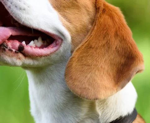 Reasons Why People Don’t Train Their Dogs and Why They Should