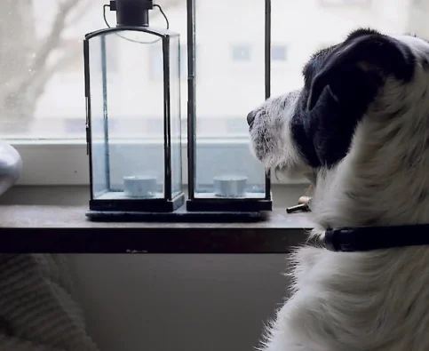 Best advice for crate training your dog