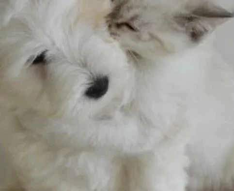 Can Dogs and Cats Get Along?