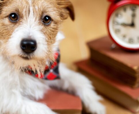 Back to School Quiz Kids and Dogs