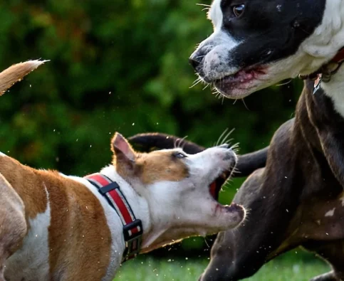 Understanding Dog Aggression