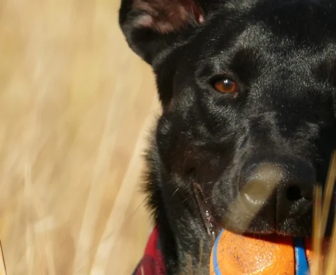 Will Training Change Your Dog’s Personality?