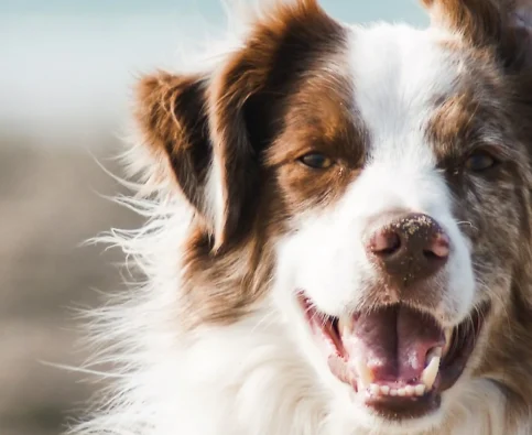 Dealing with Barking