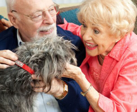 Choosing the Right Dog for Your Senior Years
