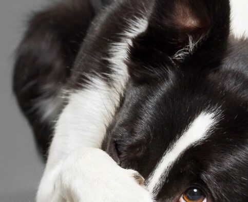 Do dogs show shame or guilt?
