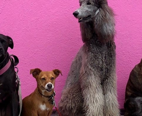 Does Breed Matter?