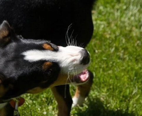 Dog Bites: Facts and Prevention