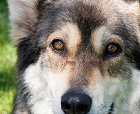 Are You a Responsible Dog Owner?