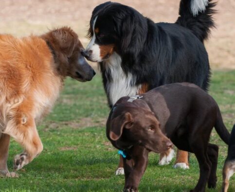 Dog Parks