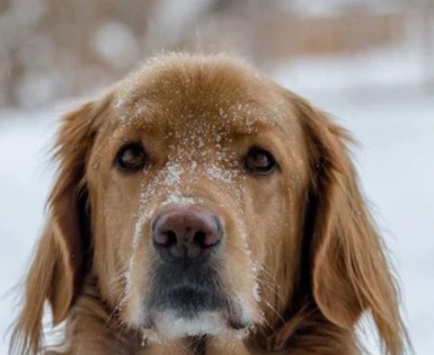 Keeping Your Dog Safe in Winter