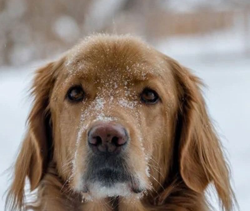Keeping Your Dog Safe in Winter