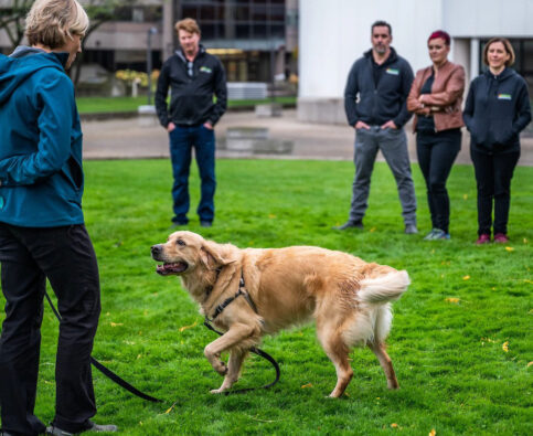 From Passion to Profession: How to Turn Your Love for Dogs into a Successful Career with Bark Busters