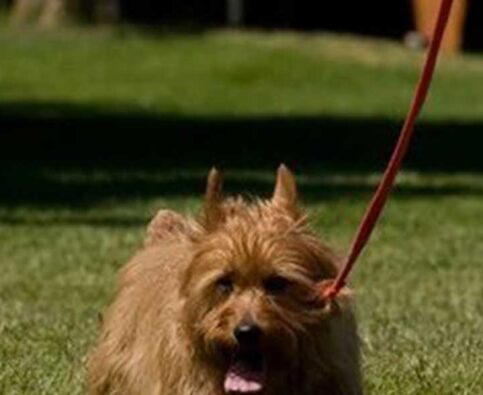 Fitness Tips For Your Dog!