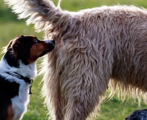 General Tips for Introducing a New Dog to Your Dog Family