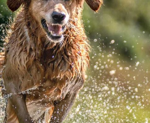 Hazards for Your Dog in Summer